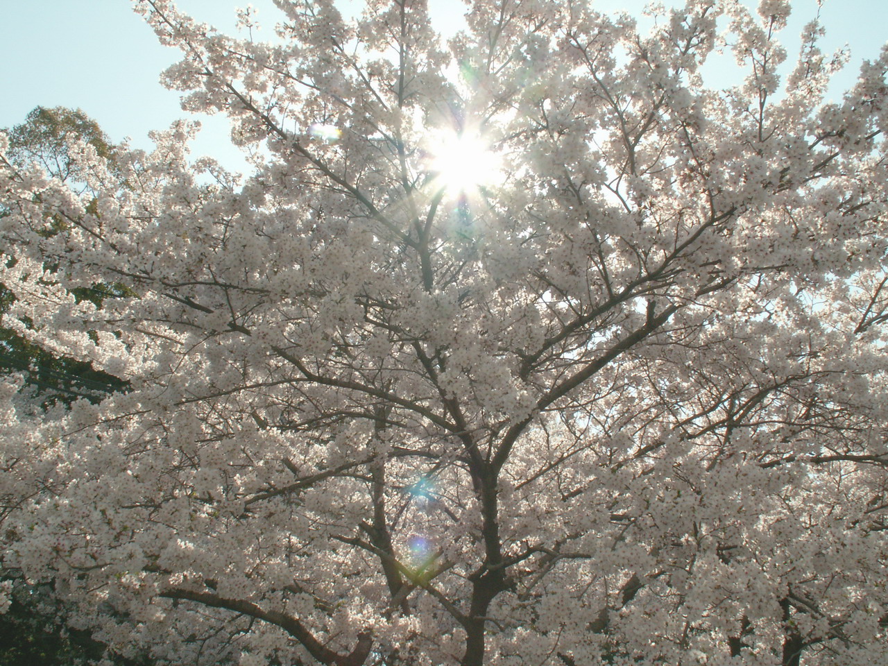 2009sakura0133.jpg