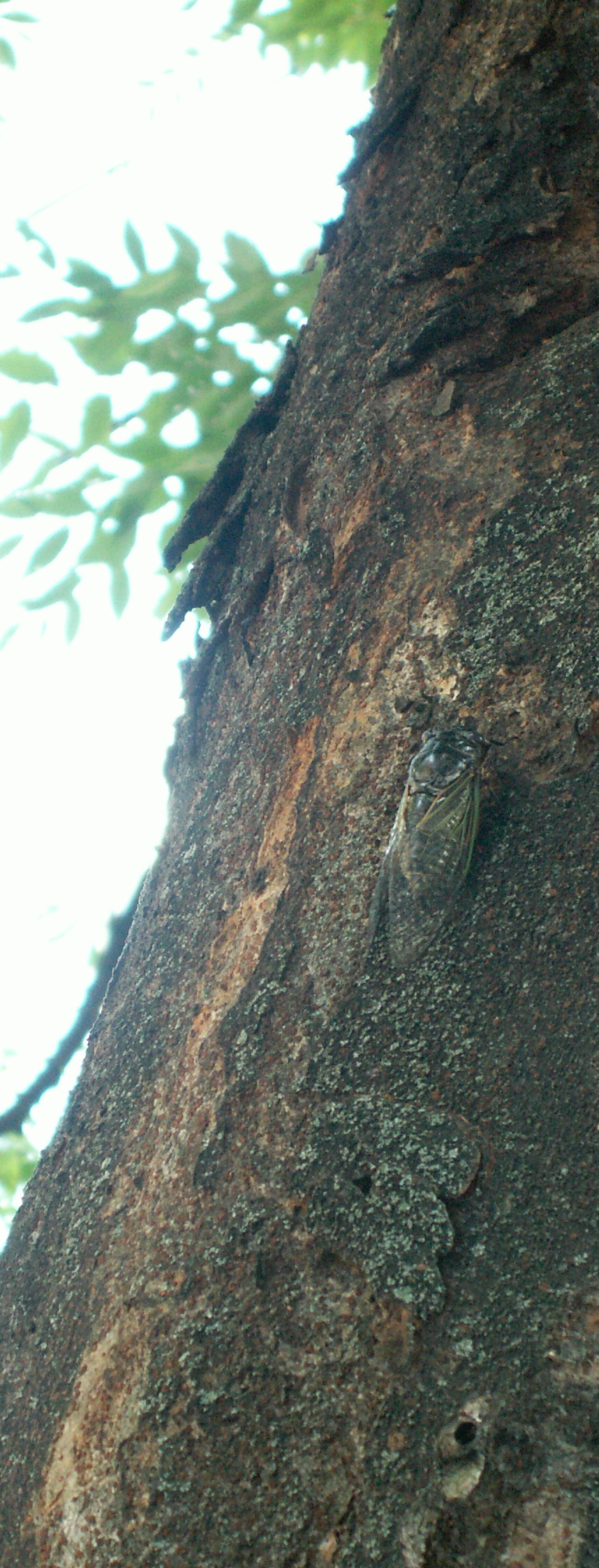 20100802natuhuukei00003.JPG