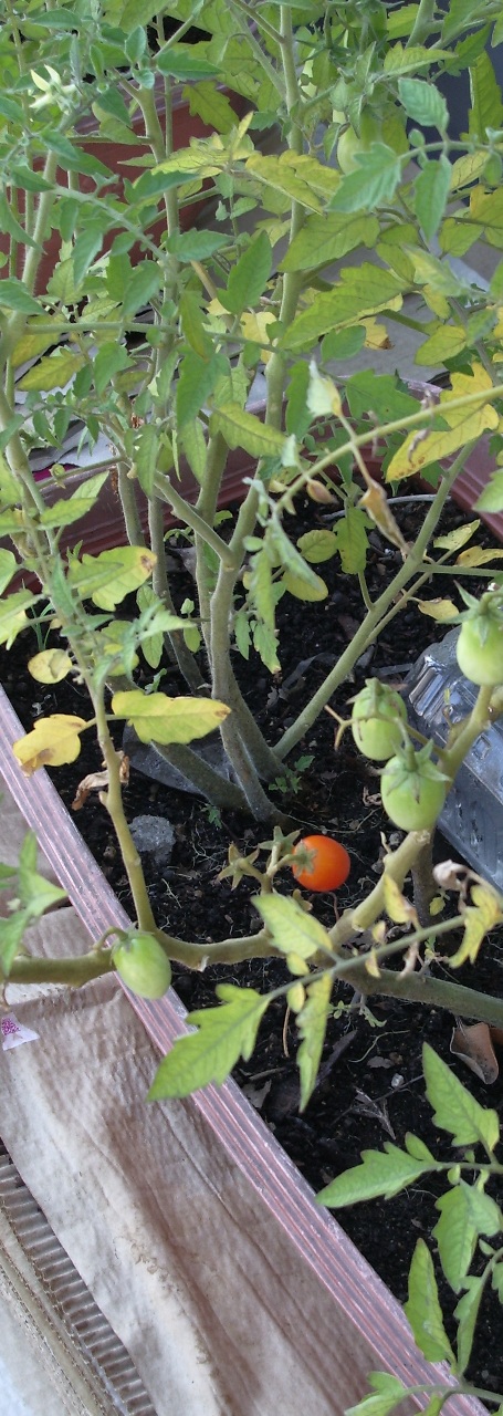 20110810tomato0001.jpg