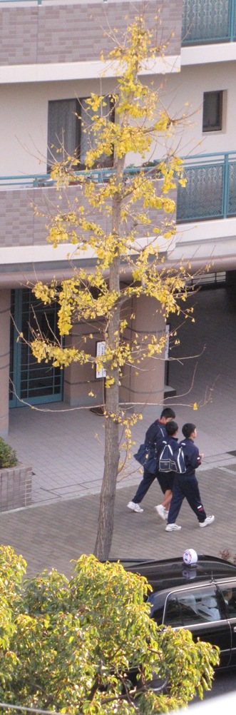 20111226huyugesiki004.jpg