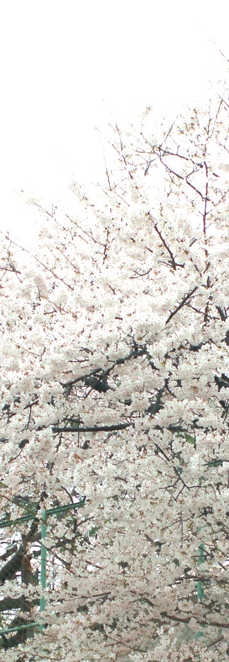 20120411sakura 008.JPG