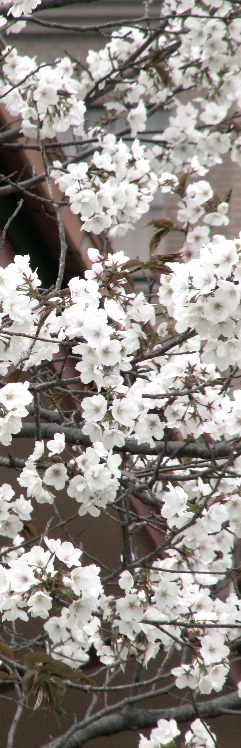 20130405sakura004.JPG